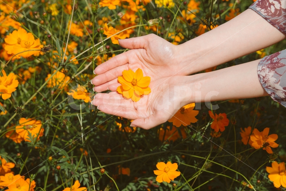 꽃,연인,코스모스,색감,감성,가을,계절,fall,autumn,season,식물,자연,plants,nature,꽃,flower,사람,인물,인간,human,person,신체일부,몸,body,감성,sensible,feeling,leaf,잎,plant