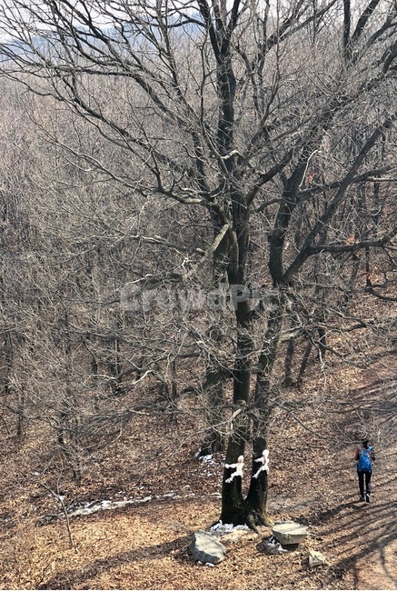 눈,등산,나무,봄,산당산성,겨울,계절,winter,season,식물,자연,plants,nature,나무,trees,wood