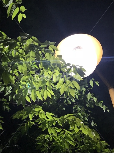 여름,가로등,아래,나무,초록,자연,야경,밤,풍경,nightscape,night,landscape