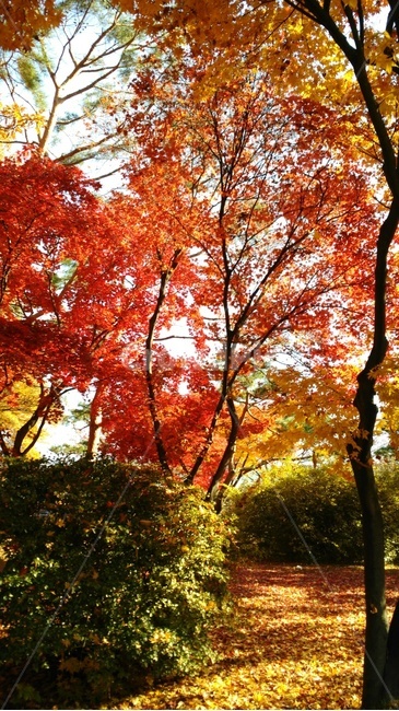 maple,단풍,낙엽,나무,길,tree