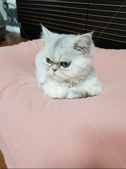 고양이,페르시안,pet,cat,냥이