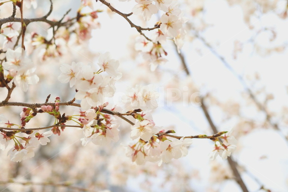꽃,벚꽃,따뜻함,봄꽃,봄,벚꽃배경,빛,봄,계절,spring,season,꽃,flower,plant,식물,blossom
