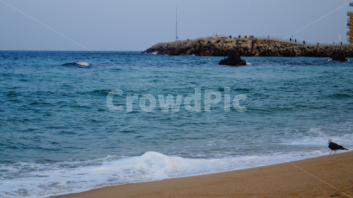 바다,푸름,파도,모래사장,하늘,자연,풍경,nature,landscape,해변,바다,beach,sea,동물,animal,조류,새,birds,bird,shoreline,해안선,water,물,outdoors,옥외,ocean,대양,land,땅