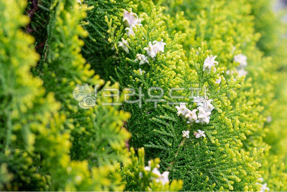 arborvitae flower,green,nature,platycladusorientalis,tree,vegetation,coniferous plant,evergreen,leaf,flower,White,white,platycladus,plant,arborvitae tree,arborvitae,conifer