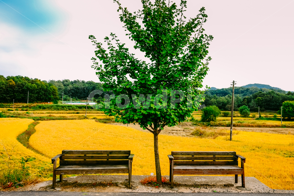 가을,자연,풍경,의자,나무,은행나무,들판,가을,계절,fall,autumn,season,furniture,가구,bench,벤치,park bench,공원 벤치,plant,식물
