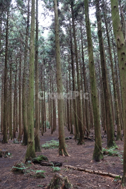 숲,숲길,삼나무,삼나무숲,식물,나무,초목,삼림지,땅,plant,tree,vegetation,woodland,land,nature,자연,풍경,nature,landscape