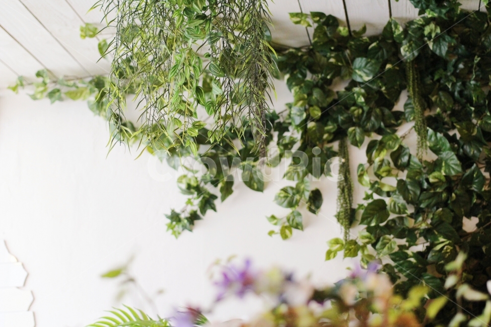 실내,인테리어,식물,장식,자연친화,감성,식물,자연,plants,nature,실내용화초,화분,화초,house plant,인테리어,실내디자인,interior design