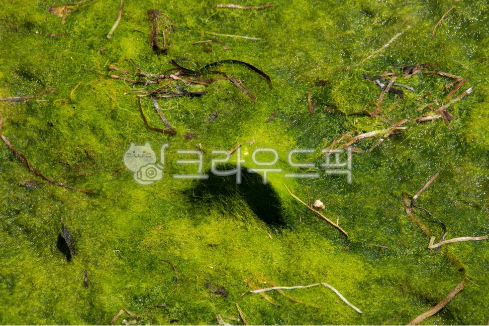 바다,바닷가,해안가,녹조류,해조류,녹조,쓰레기,해양쓰레기,자연,옥외,야외,여름