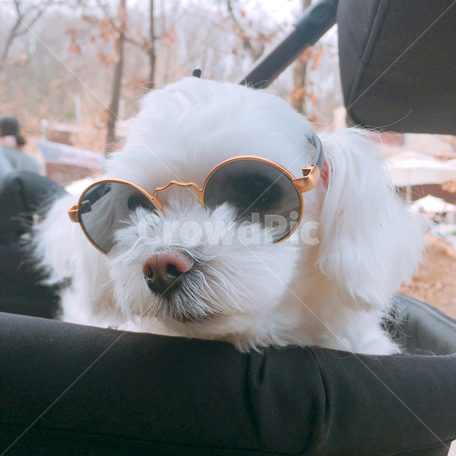 강아지,말티즈,선글라스,반려견,동물,하얀,dog,sunglass,pet,동물,animal,포유류,mammal,개,강아지,dog,doggy