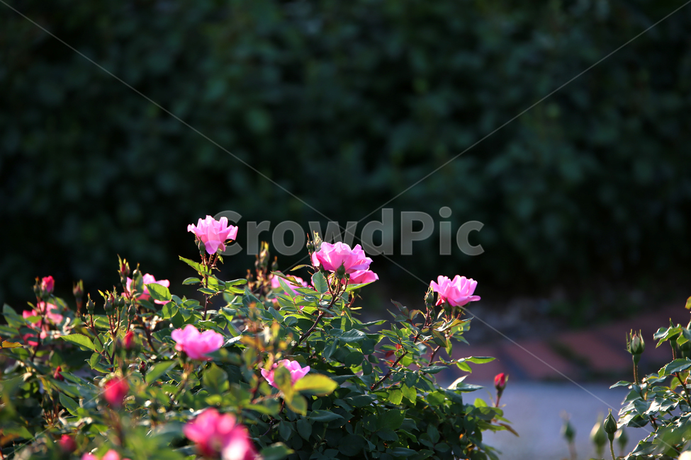 꽃,장미,folwer,감성,rose,식물,자연,plants,nature,꽃,flower