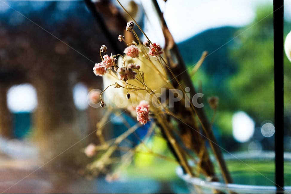 카페,꽃,flower,dryflower,창가,cafe
