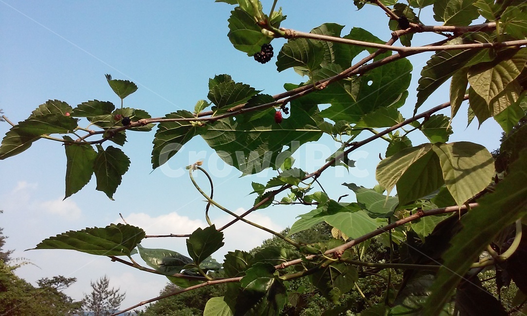 오디,야생오디,자연풍경,과일,뽕나무,식물,자연,plants,nature