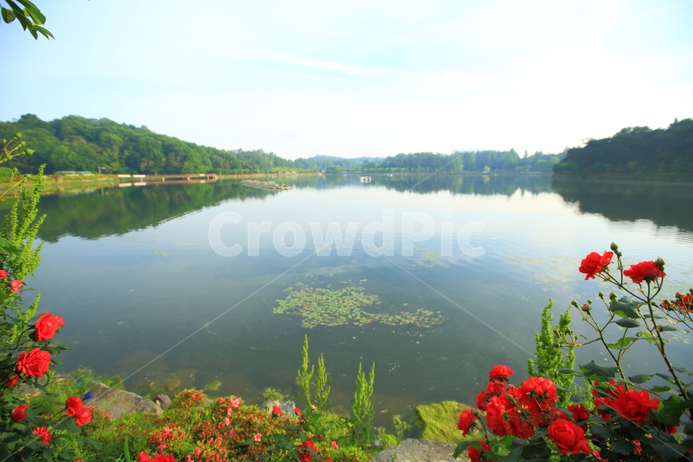 풍암,호수공원,장미,꽃,풍경,자연,풍경,nature,landscape,식물,plants,꽃,flower,water,물,outdoors,옥외