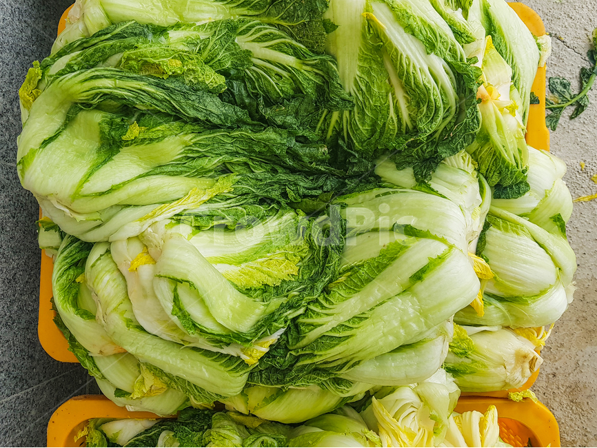 배추,김장,배추김치,절임배추,김장용,음식,식재료,요리,food,cook,meal,dishes,food reserves,채소,야채,vegetables