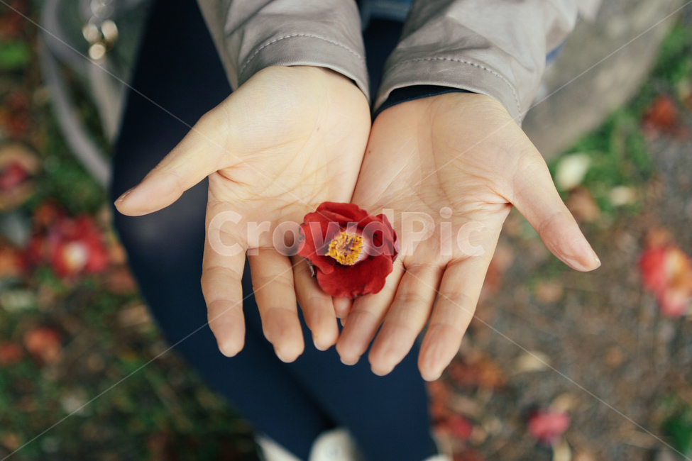 손,동백꽃,드림,꽃,손바닥,동백,꽃,flower,사람,인물,인간,human,person,신체일부,몸,body,감성,sensible,feeling