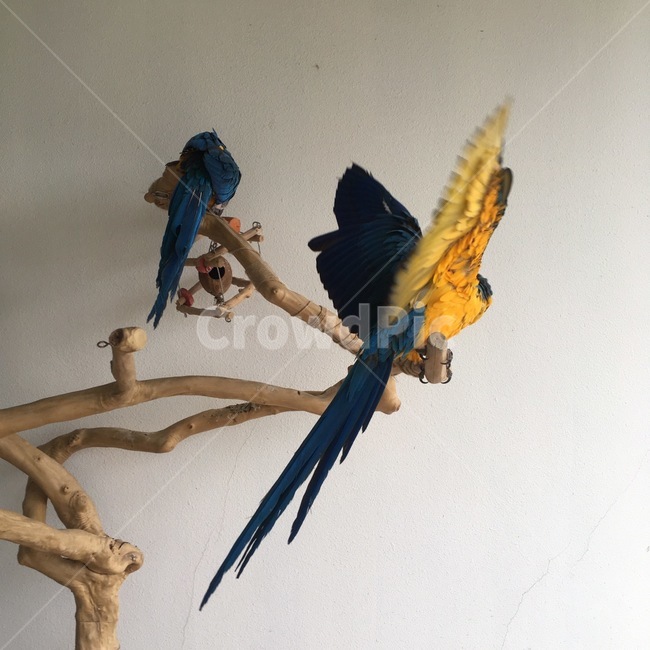 동물원,동물,앵무새,새,나무,조류,새,birds