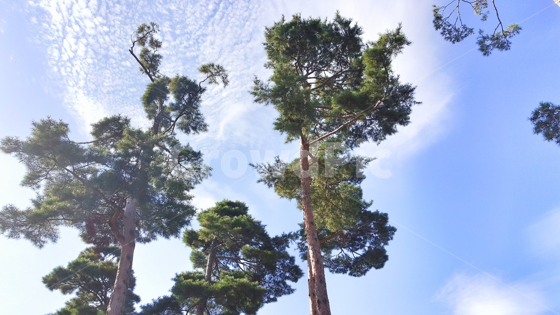 하늘,나무,구름,소나무,초록,자연,풍경,nature,landscape,푸른하늘,맑은하늘,파란,푸른,파랑,푸름,맑음,날씨,식물,wood,plants,trees