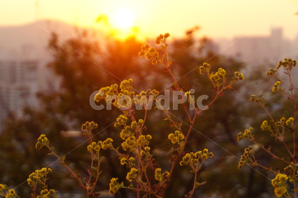 light,빛,flare,플레어,sunsetinseoul,서울노을,서울황혼,seoul,seoulsunset,orangeseoul,mountainseoul,서울산,산,해,sun,아파트,야생화,Wildflower