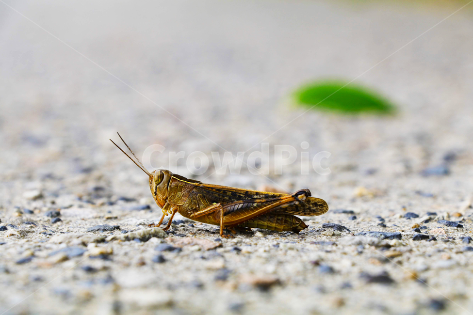 메뚜기,매뚜기,곤충,도로,길,가을,동물,animal,곤충,벌레,insect,bug