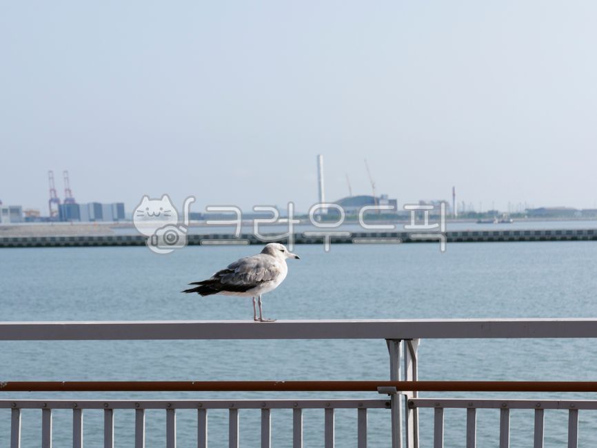 갈매기,해안가,여름,인천,인천광역시,야외,송도,railing,난간,handrail