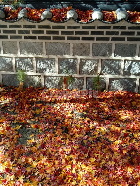 단풍,단풍잎,가을,leaf,잎,plant,식물,계절,fallautumnseason,outdoors,옥외,자연풍경,naturelandscape,낙엽,담장,돌담,빛,가을,계절,fall,autumn,season,식물,자연,plants,nature,tree,나무