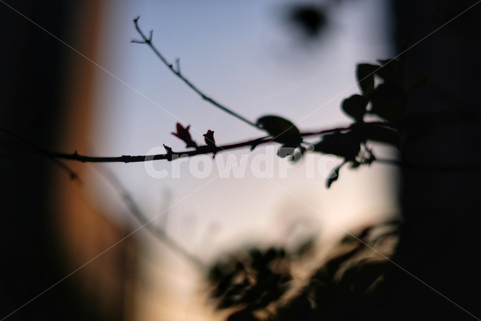 음영,그림자,꽃봉우리,개화,빛과그림자,식물,자연,plants,nature,실루엣,그림자,silhouette,shadow,감성,sensible,feeling