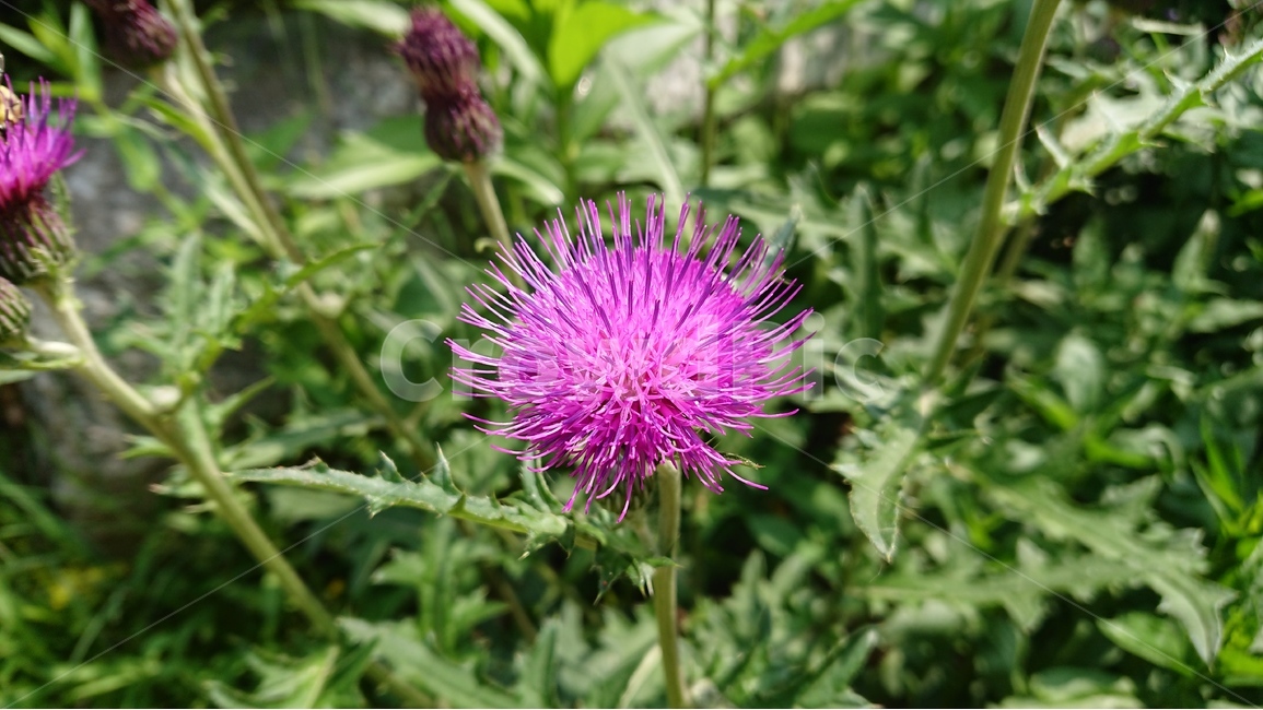 식물,꽃,들꽃,풀,엉겅퀴,핑크,자주색,마젠타,식물,자연,plants,nature,꽃,flower