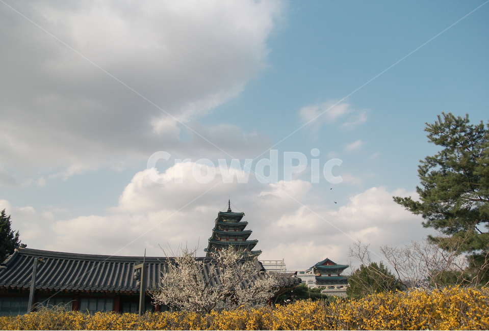 봄,개나리,벚꽃,꽃,하늘,풍경,봄,계절,spring,season,한국전통,한국문화,korean traditional,korean culture,랜드마크,landmark,tourist attraction,한국랜드마크,한국관광지,한국명소,korea landmark,korea tourist attraction,pagoda,탑,worship,예배,temple,신전,architecture,건축물,building,건물,shrine,신사
