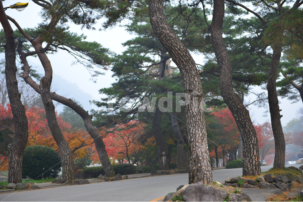 전남,백양사가을,장성,백양사,tree,나무,plant,식물,maple,단풍,leaf,잎,treetrunk,나무줄기,경치,경관,풍경,가을,계절,딘풍잎,추색,추경,outdoors,옥외,nature,자연,소나무,식물,자연,plants,nature,나무,trees,wood
