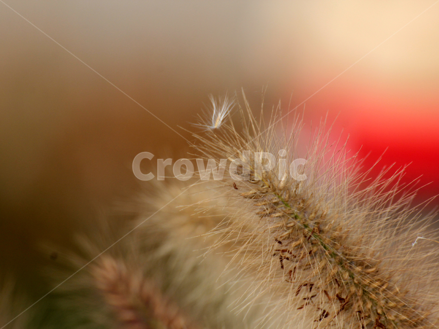 plant,식물,grass,갈대,자연,가을,계절,fall,autumn,season,식물,자연,plants,nature