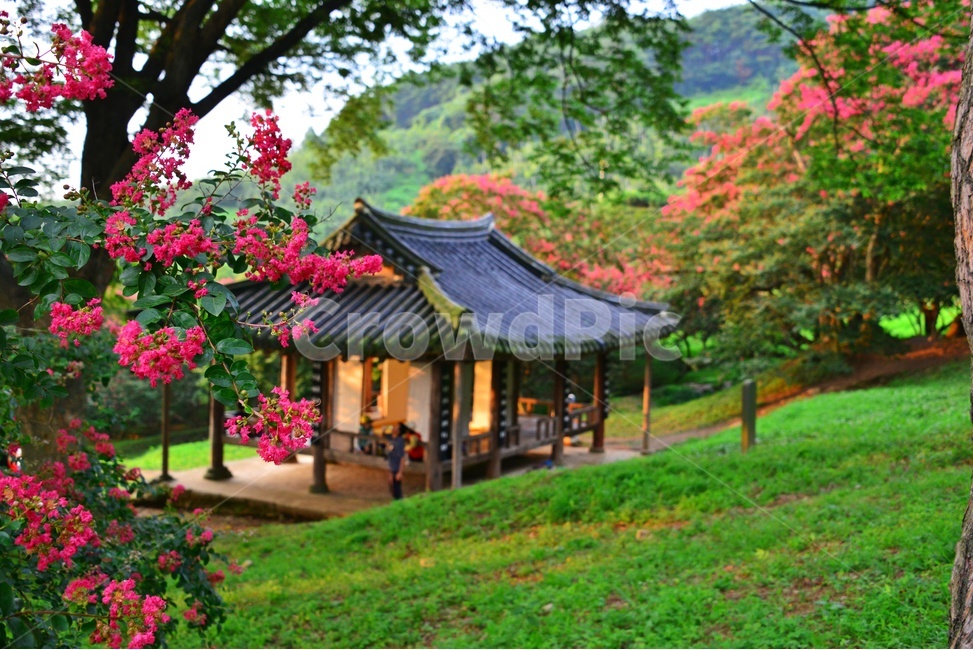 garden,정원,arbour,정자,human,인간,person,사람,outdoors,옥외,nature,자연,담양,명옥헌원림,명혹헌배롱나무,배롱나무,유적지,문화재