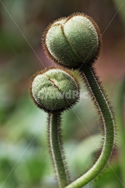 양귀비,꽃,식물,자연,배경,식물,자연,plants,nature,꽃,flower