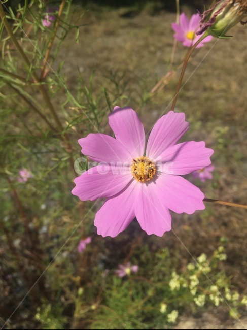코스모스,꽃,가을,식물,cosmos,flower,fall,plants,식물,자연,plants,nature,꽃,flower