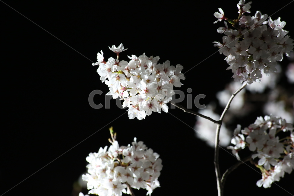 봄,벚꽃,야경,꽃,야간촬영,흰색,흰꽃,봄,계절,spring,season,식물,자연,plants,nature,꽃,flower,plant,blossom