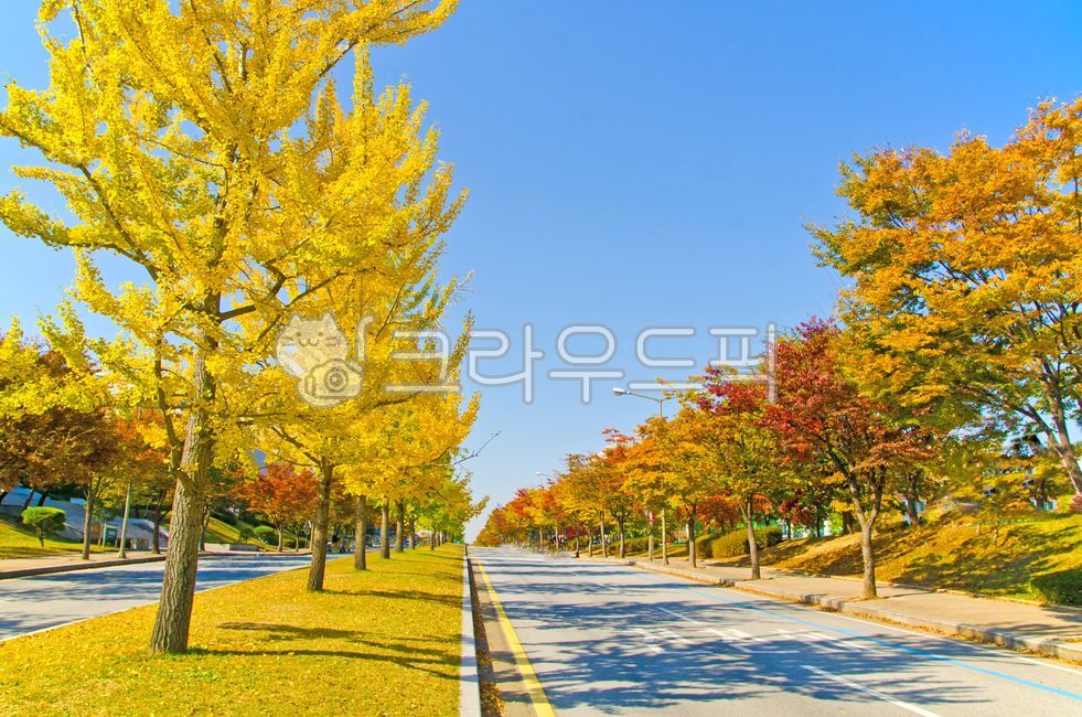 단풍,단풍잎,단풍나무,잎,잎사귀,나무,낙엽,나뭇잎,도로,길,차도,인도,계절,하늘,파란하늘,푸른하늘,파란,푸른,블루,빨강,빨간,붉은,레드,노란,노랑,옐로우,야외,바깥,옥외,자연,풍경,자연풍경,자연경관,식물,가을,가을풍경,가을배경,쾌청,청명,맑음