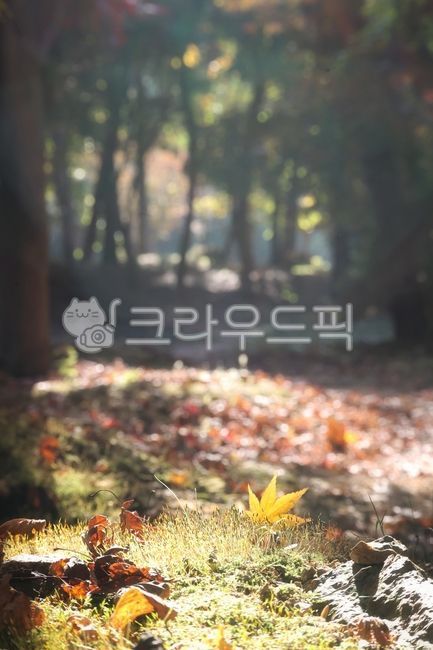 Season,fall,fall color,fall morning,maple tree,maple leaves,emotion,autumn,fall,maple leaves