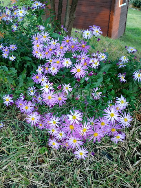 plant,flower,식물,꽃,blossom,송엽국,사철채송화,식물,자연,plants,nature,꽃,flower