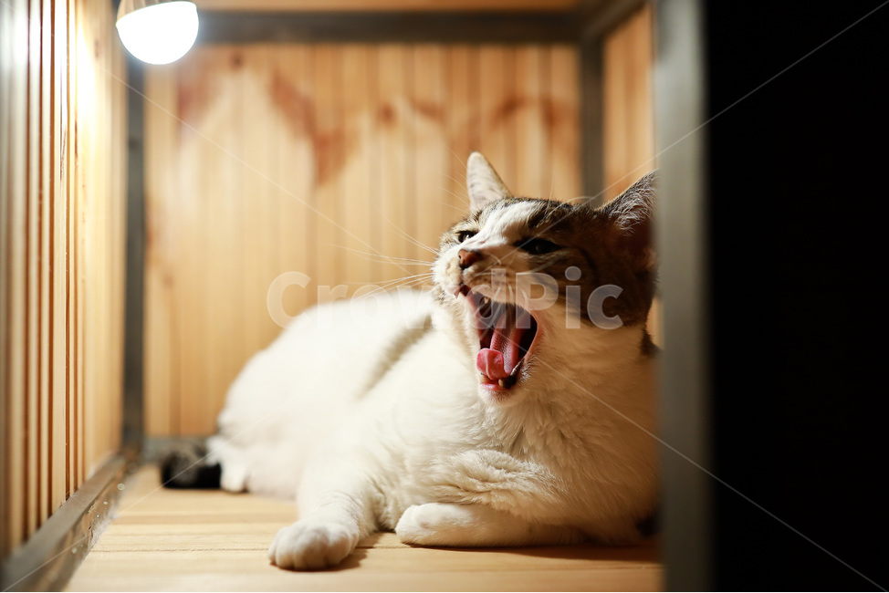 고양이,동물,반려동물,반려묘,포유류,애완동물,코리안숏헤어,코숏,cat,pet,animal,하품,동물,animal,포유류,mammal,고양이,cat,kitten,kitty