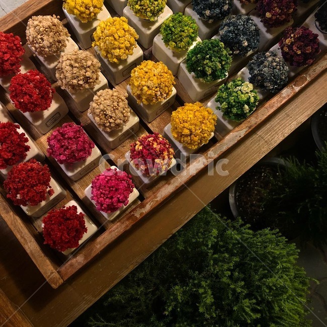 익선동,소품,인테리어,꽃,화분,식물,자연,plants,nature,꽃,flower