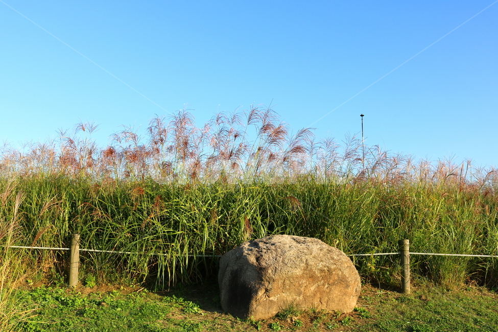 억새,억새풀,식물,자연,가을,벼과,가을,계절,fall,autumn,season,bunker,벙커,building,건물