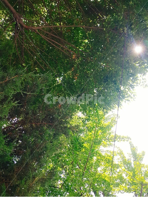 초록,나무,햇빛,화창함,색깔,가로수,자연,색채,색감,tree,green,sunshine