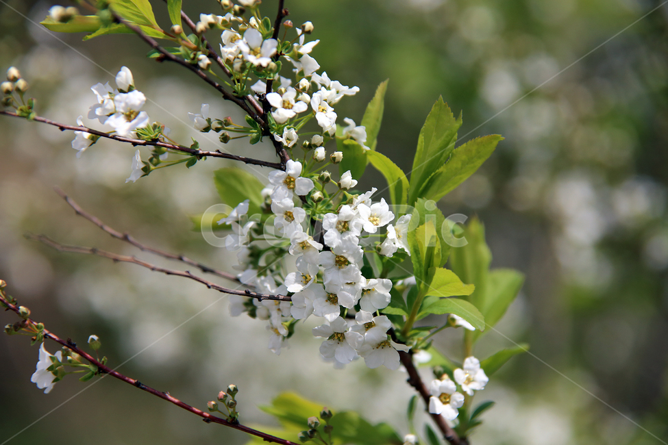꽃,자연,식물,계절,들꽃,식물,자연,plants,nature,꽃,flower