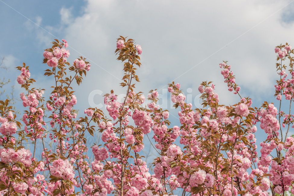 겹벚꽃,꽃,flower,식물,blossom,봄,계절,spring,season
