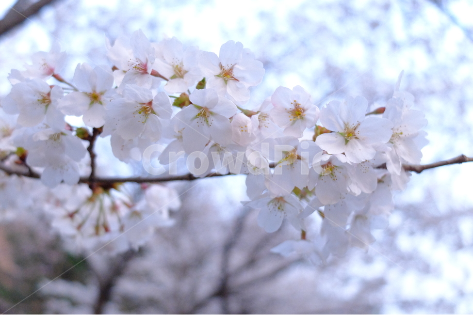 벚꽃,봄,화사함,꽃,꽃송이,flower,spring,sakura,cherryblossom,자연,nature,사쿠라,봄,계절,spring,season,plant,식물