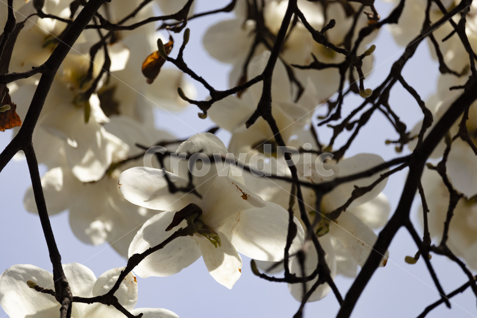 목련,백목련,봄꽃,목련꽃,흰목련,식물,자연,plants,nature,꽃,flower