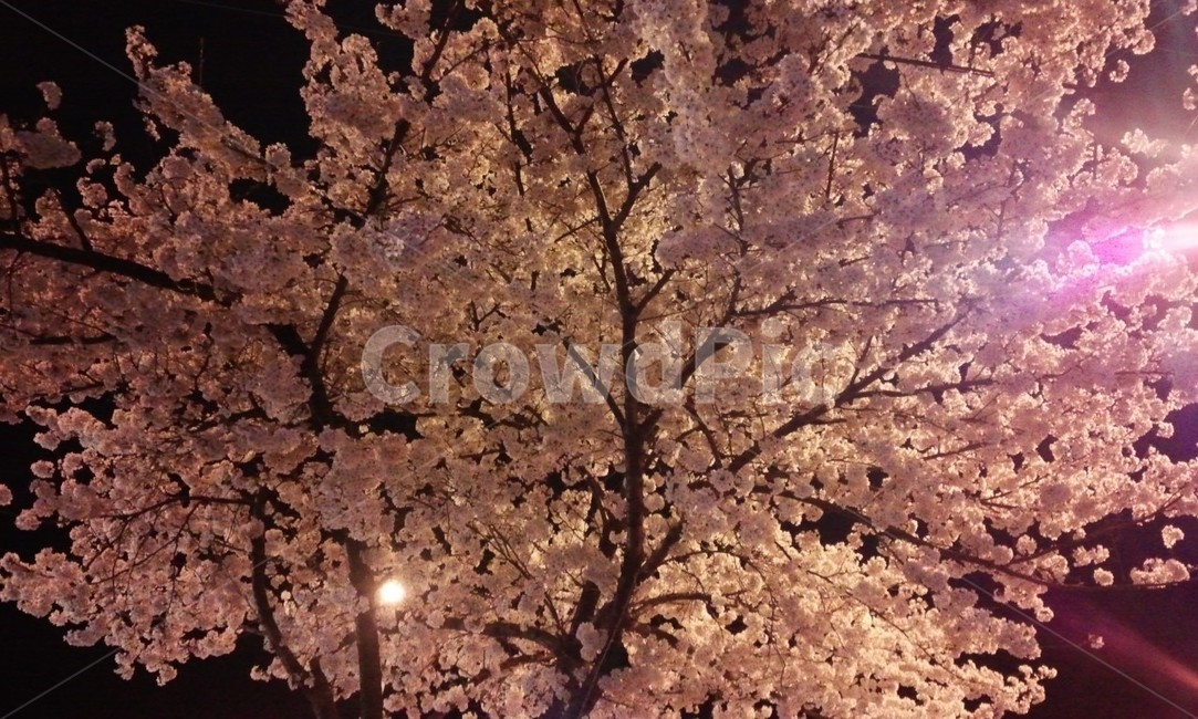 벚꽃,봄,축제,아름다움,따뜻함,봄,계절,spring,season,야경,밤,풍경,nightscape,night,landscape,식물,자연,plants,nature,꽃,flower,plant,blossom