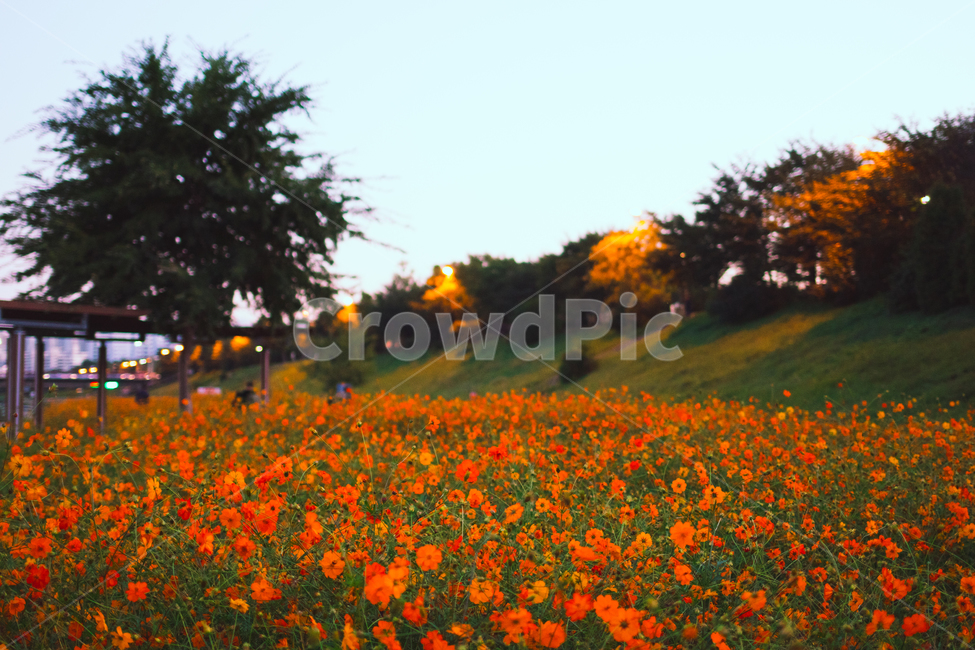 황화코스모스,코스모스,가을꽃,가을,꽃,cosmos,fall,autumn,식물,자연,nature,flower,안양천,orangecosmos,강변,꽃밭,가을,계절,fall,autumn,season,자연,풍경,nature,landscape,식물,plants,꽃,flower,field,들,plant