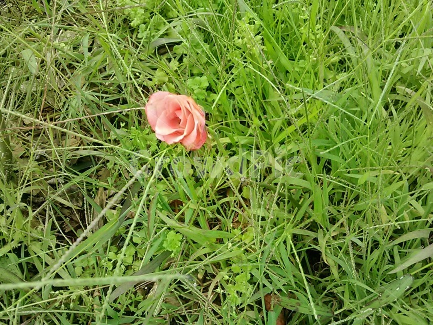 plant,식물,blossom,rose,장미,flower,꽃,봄,외로움,단아함