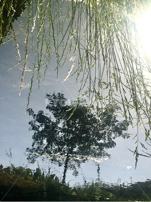 나무,tree,식물,개울,하천,반영,하늘