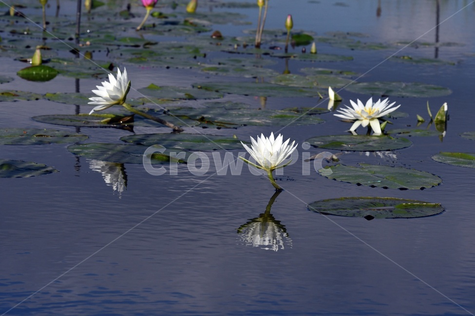 연못,수련,식물,자연,여름,정원,푸르른,물,수경식물,연못가,연못정원,plants,nature,연,연꽃,힐링,flower,감성,연잎,식물,자연,plants,nature,꽃,flower